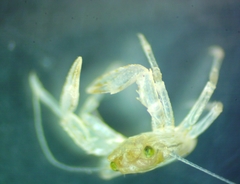 Pachycheles pubescens