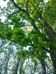 Quercus robur