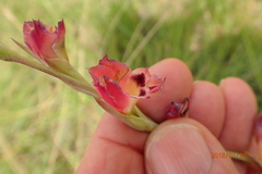 Gladiolus crassifolius