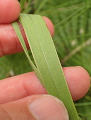 Gladiolus crassifolius