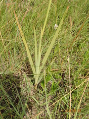 Gladiolus crassifolius