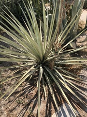 Dasylirion cedrosanum