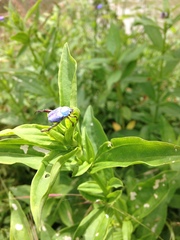 Hoplia coerulea
