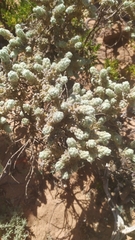 Thymelaea velutina