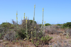 Verbascum giganteum