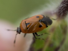 Deraeocoris punctum