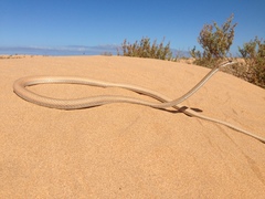 Psammophis schokari