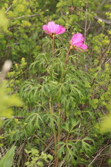 Paeonia hybrida