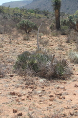 Agave filifera