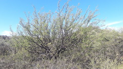 Prosopis flexuosa