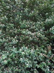 Lonicera tatarica