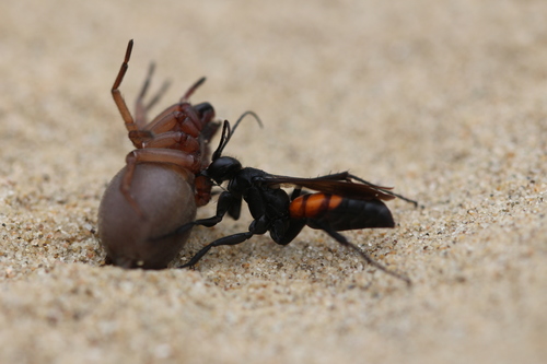 Black-banded Spider Wasp, photo 5 of 10