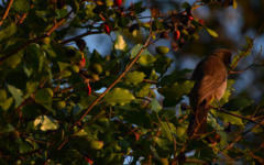 Pycnonotus barbatus tricolor