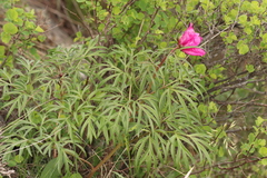 Paeonia hybrida