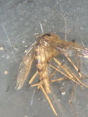 Aedes fulvus pallens