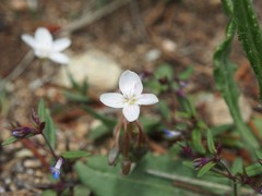 Claytonia rosea