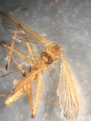 Aedes fulvus pallens