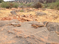 Eumeces algeriensis