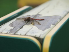 Sympetrum striolatum