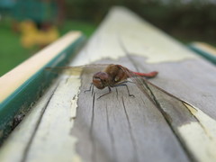 Sympetrum striolatum