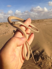 Psammophis schokari