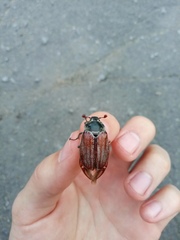 Melolontha melolontha