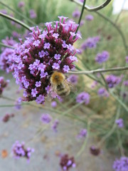 Bombus pascuorum