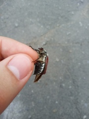 Melolontha melolontha