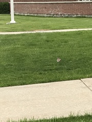 Charadrius vociferus