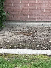 Charadrius vociferus