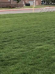 Charadrius vociferus