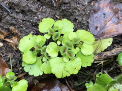 Chrysosplenium alternifolium