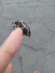 Melolontha melolontha