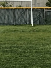 Charadrius vociferus