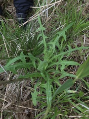 Sonchus palustris