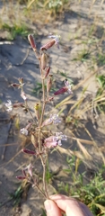 Silene