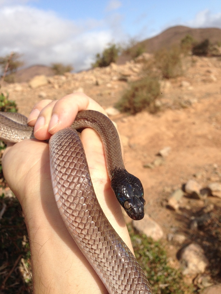 North African Catsnake