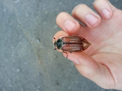 Melolontha melolontha