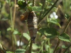 Amicta quadrangularis