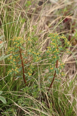 Euphorbia alpina