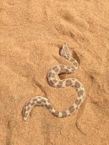 Photo of a Sahara Sand Viper (Cerastes vipera)