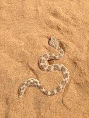 Cerastes vipera