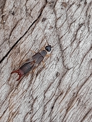 Spongiphoridae