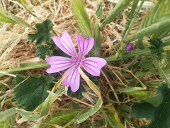 Malva sylvestris