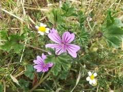 Malva sylvestris