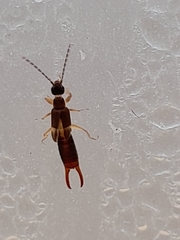 Spongiphoridae