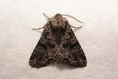 Pachetra sagittigera