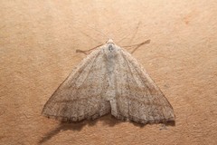 Perconia strigillaria