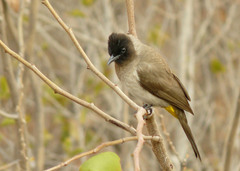 Pycnonotus barbatus layardi