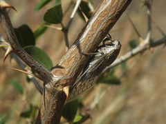 Platypleura arabica